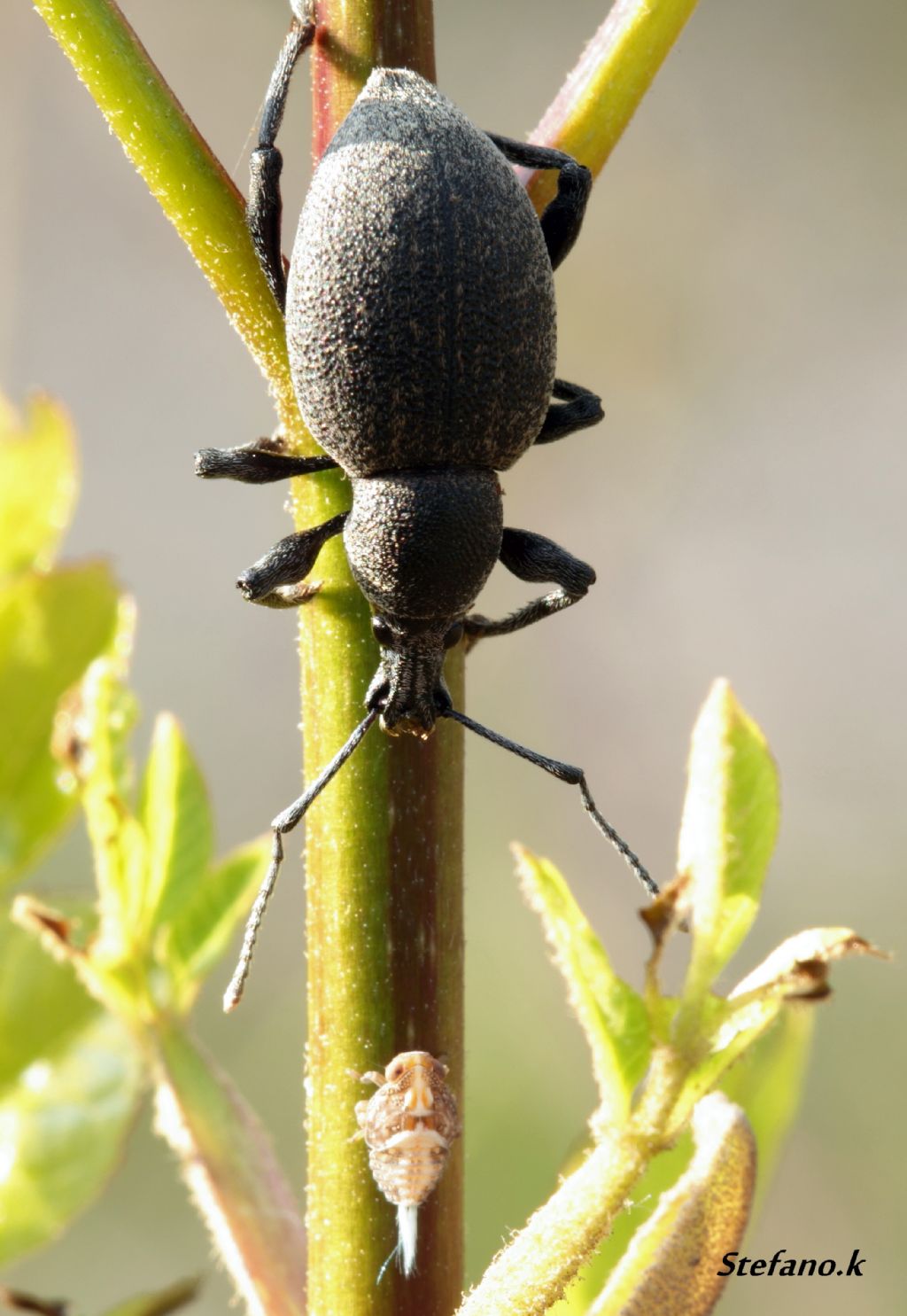 Otiorhynchus bisulcatus e ninfa di Issidae